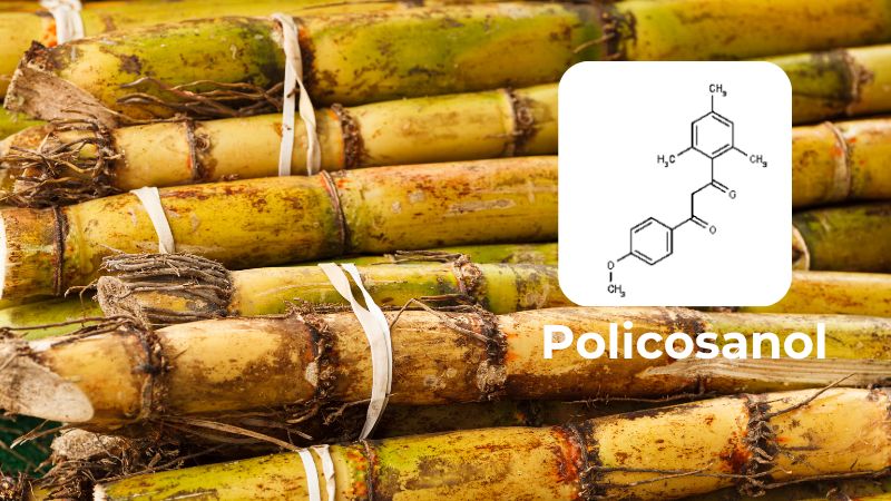 Policosanol có tên khoa học là GDL-5