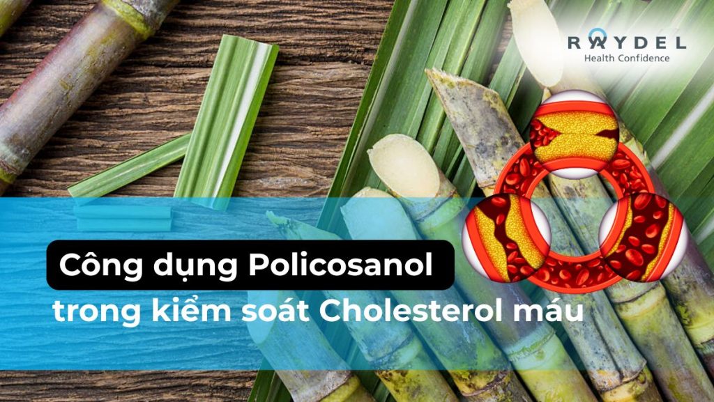 Công dụng Policosanol trong kiểm soát Cholesterol máu