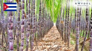 Policosanol từ sáp mía Cuba có gì đặt biệt?