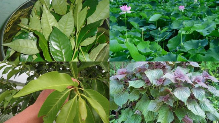 Uống nước lá gì để giảm mỡ máu? 9 loại lá "khắc tinh" mỡ xấu