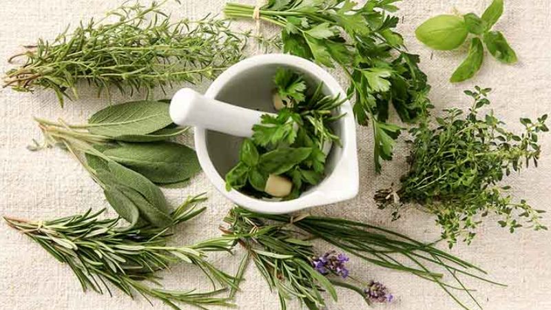 Sử dụng lá thuốc truyền miệng không rõ nguồn gốc có thể gây hại cho sức khỏe